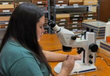 Las moscas del Chaco Seco podrían medir el daño humano al monte nativo