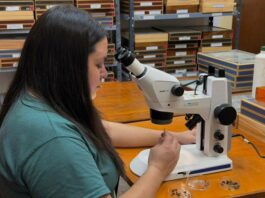 Las moscas del Chaco Seco podrían medir el daño humano al monte nativo