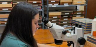 NUEVOS CONOCIMIENTOS Las moscas del Chaco Seco podrían medir el daño humano al monte nativo
