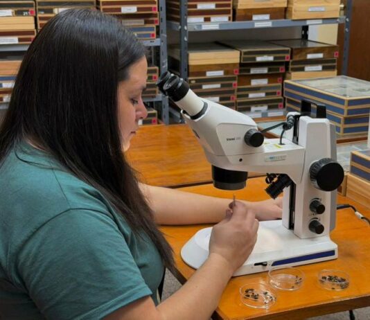 Las moscas del Chaco Seco podrían medir el daño humano al monte nativo