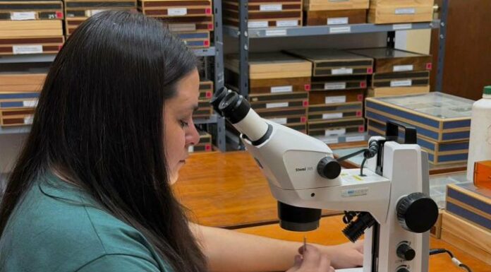 Las moscas del Chaco Seco podrían medir el daño humano al monte nativo