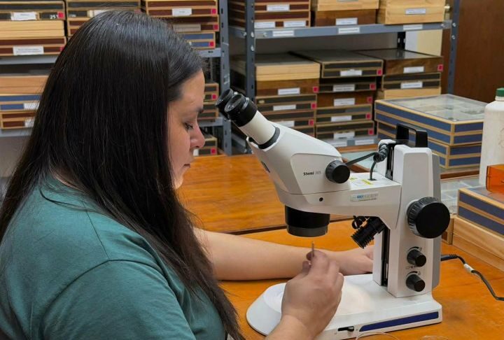 Las moscas del Chaco Seco podrían medir el daño humano al monte nativo