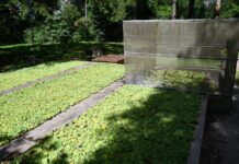 Con cría masiva de potenciales biocontroladores, avanza proyecto de control biológico de plantas acuáticas invasoras