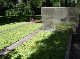 Con cría masiva de potenciales biocontroladores, avanza proyecto de control biológico de plantas acuáticas invasoras