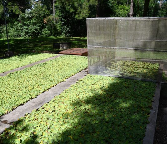 Con cría masiva de potenciales biocontroladores, avanza proyecto de control biológico de plantas acuáticas invasoras
