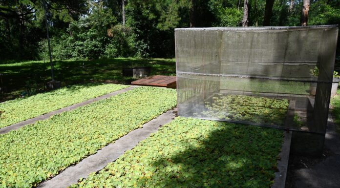 Con cría masiva de potenciales biocontroladores, avanza proyecto de control biológico de plantas acuáticas invasoras