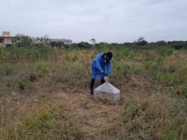 Con el estudio de moscas necrófagas buscan aportar a la entomología forense en la región