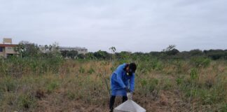 Con el estudio de moscas necrófagas buscan aportar a la entomología forense en la región