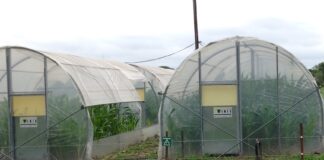 Revista internacional publica estudio de la UNNE sobre incidencia de temperaturas nocturnas en el cultivo del maíz