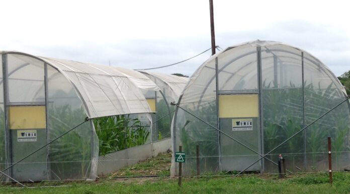 Revista internacional publica estudio de la UNNE sobre incidencia de temperaturas nocturnas en el cultivo del maíz