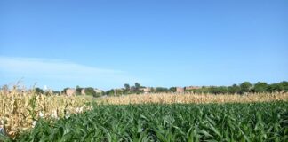 Nuevos Conocimientos Utilizando productos amigables con el ambiente podrían controlar enfermedades del cultivo de maíz