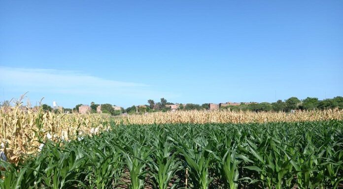 Nuevos Conocimientos Utilizando productos amigables con el ambiente podrían controlar enfermedades del cultivo de maíz