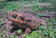 Indagan la relación entre garrapatas y sapos de zonas periurbanas de Corrientes