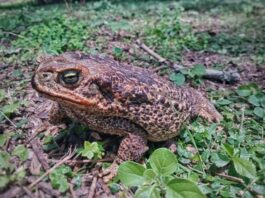 Indagan la relación entre garrapatas y sapos de zonas periurbanas de Corrientes