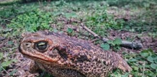 NUEVOS CONOCIMIENTOS Indagan la relación entre garrapatas y sapos de zonas periurbanas de Corrientes
