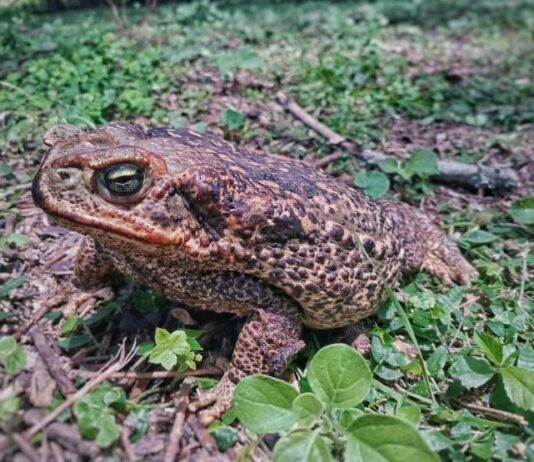 Indagan la relación entre garrapatas y sapos de zonas periurbanas de Corrientes