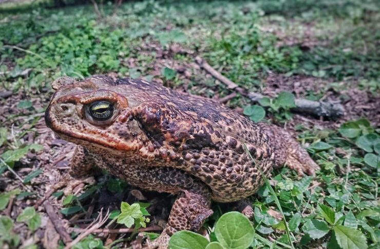 Indagan la relación entre garrapatas y sapos de zonas periurbanas de Corrientes