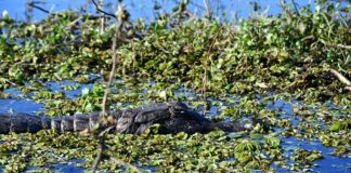 Se realiza en la UNNE el IV Encuentro Nacional de Restauración Ecológica de Argentina