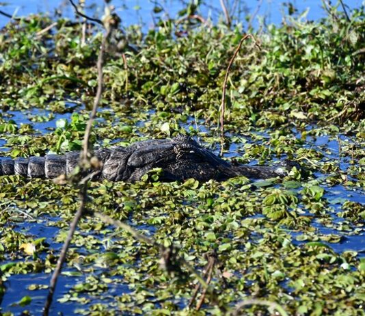 Se realiza en la UNNE el IV Encuentro Nacional de Restauración Ecológica de Argentina