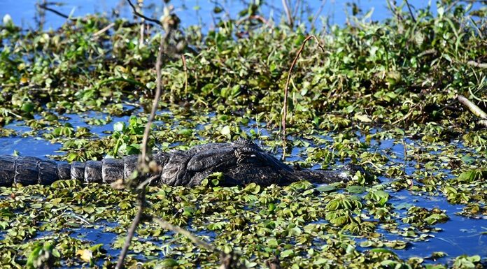 Se realiza en la UNNE el IV Encuentro Nacional de Restauración Ecológica de Argentina