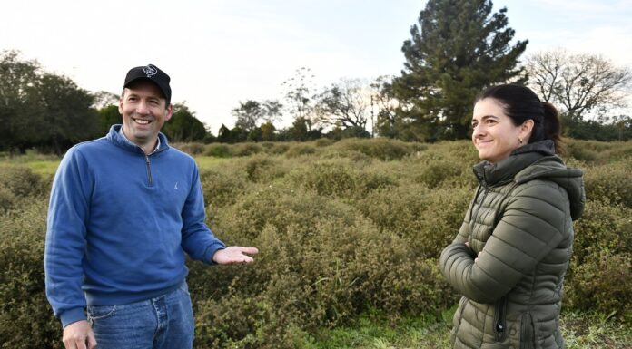 ADAPTADA A SUELO DEL NEA Desarrollan en la UNNE el primer cultivar de Argentina de una leguminosa forrajera stylozantes