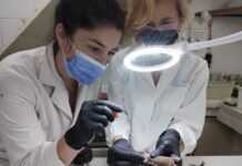 CIENCIA Y DESARROLLO Ajustan técnica de biología molecular para identificar Coronavirus en murciélagos y logran la primera detección en Corrientes