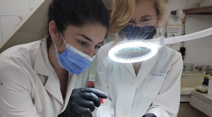 CIENCIA Y DESARROLLO Ajustan técnica de biología molecular para identificar Coronavirus en murciélagos y logran la primera detección en Corrientes