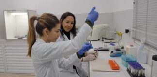 Nuevos Conocimientos Estudiante de Veterinaria optimiza técnica molecular para detectar agentes causantes de abortos equinos