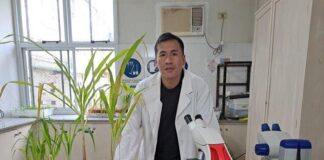 NUEVOS CONOCIMIENTOS Becario identifica causante del tizón foliar del maíz en campos de Chaco y Corrientes