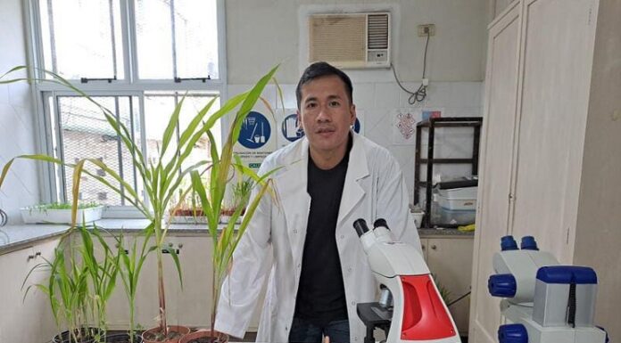 NUEVOS CONOCIMIENTOS Becario identifica causante del tizón foliar del maíz en campos de Chaco y Corrientes