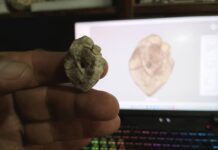 Presentaron el primer registro de un dinosaurio para la provincia de Corrientes