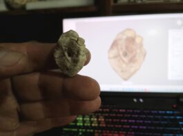 Presentaron el primer registro de un dinosaurio para la provincia de Corrientes