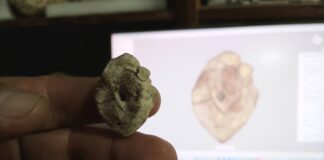 Presentaron el primer registro de un dinosaurio para la provincia de Corrientes