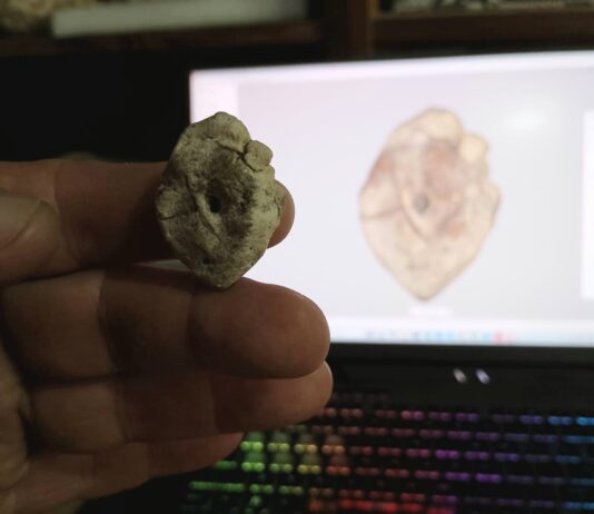 Presentaron el primer registro de un dinosaurio para la provincia de Corrientes