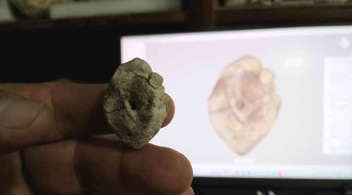 Presentaron el primer registro de un dinosaurio para la provincia de Corrientes