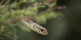 HASTA EL 15 DE AGOSTO Abierta la inscripción para la segunda edición de la Diplomatura Universitaria en Fotografía de la Naturaleza