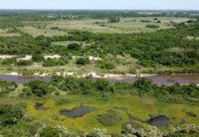 Restauración ecológica: destacan la importancia de preservar y recuperar los humedales del Paraná