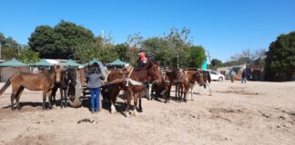 Equinos: buscan caracterizar la actividad de tracción a sangre en la ciudad de Corrientes