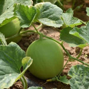 ERAGIAProductoraAlimentos6 – copia