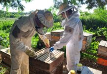 Corroboran el predominio de genética africana en apiarios de Corrientes y Chaco