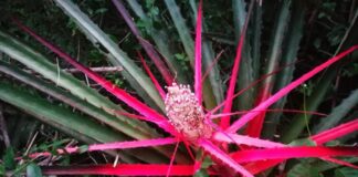 Buscan el aprovechamiento de enzimas de interés industrial de la conocida planta “Caraguatá”