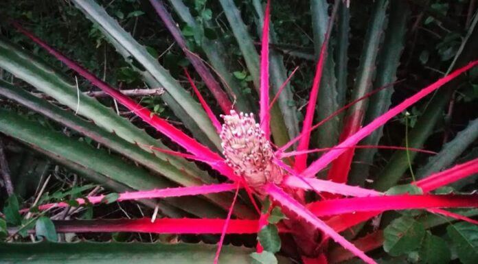 Buscan el aprovechamiento de enzimas de interés industrial de la conocida planta “Caraguatá”