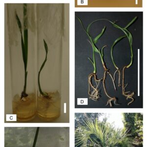 Embriones y plantas obtenidas de Butia Yatay