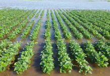 CIENCIA UNNE Emergencia Agropecuaria: investigadores mapean la vulnerabilidad estructural del agro chaqueño