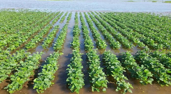 CIENCIA UNNE Emergencia Agropecuaria: investigadores mapean la vulnerabilidad estructural del agro chaqueño