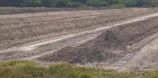 Nuevos Conocimientos Residuos de la industria algodonera podrían convertirse en una solución ambiental