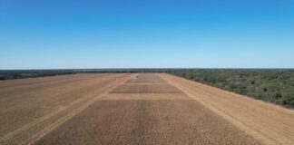 NEA: buscan calibrar “modelos regionales” para optimizar la fertilización nitrogenada en maíz