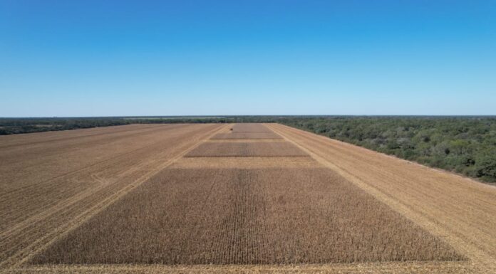 NEA: buscan calibrar “modelos regionales” para optimizar la fertilización nitrogenada en maíz