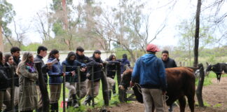 FORMACIÓN PRÁCTICA EN GANADERÍA La ERAGIA afina la mirada de sus estudiantes junto a un especialista en jura de la raza Brangus