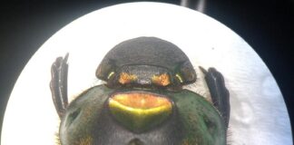 PRODUCCIÓN CIENTÍFICA Una familia de escarabajos podría indicar el estado del ecosistema regional